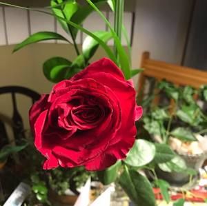 Meet your Posher, Allison